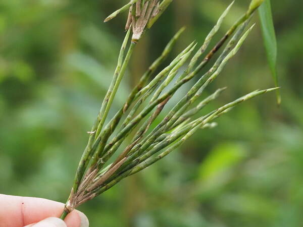 Phyllostachys nigra var. henonis Inflorescence