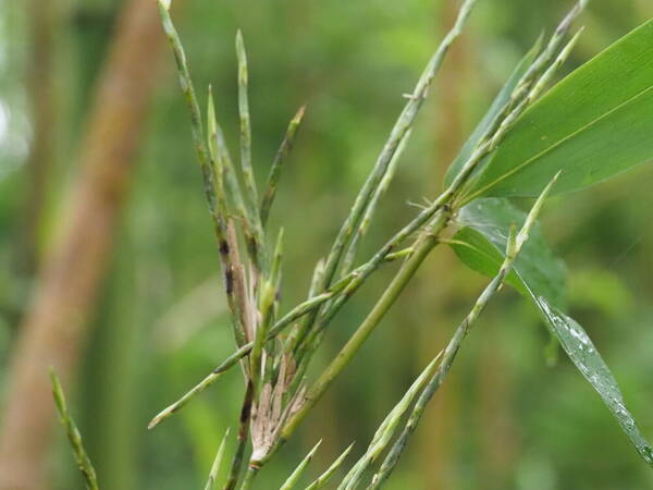 Phyllostachys nigra var. henonis Inflorescence