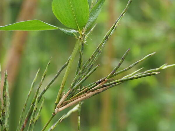 Phyllostachys nigra var. henonis Inflorescence