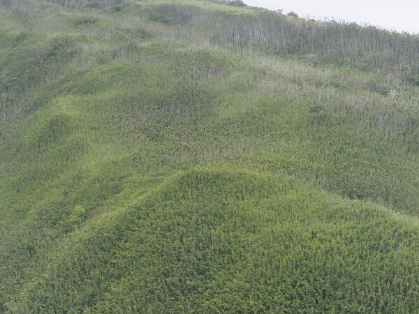 Phyllostachys nigra var. henonis Landscape