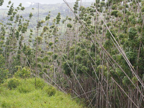 Phyllostachys nigra var. henonis Plant