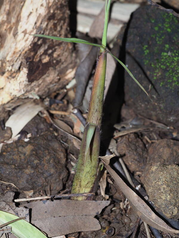 Phyllostachys nigra var. henonis Shoot