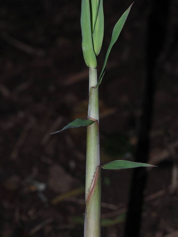 Phyllostachys nigra var. henonis Shoot