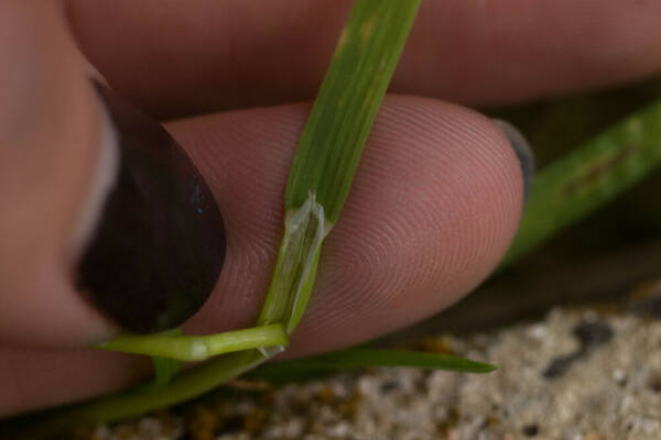 Poa annua Collar