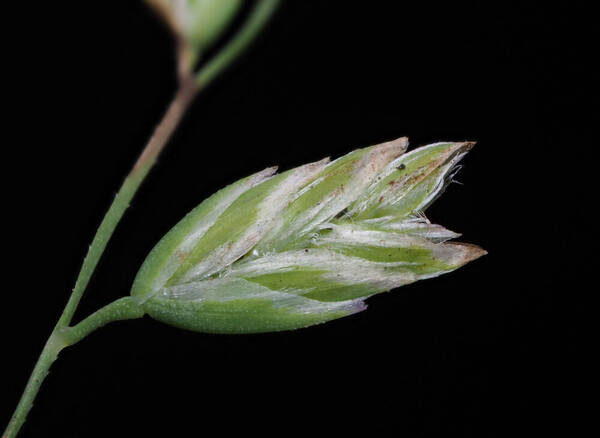 Poa annua Spikelets