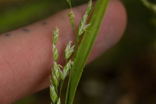 Poa annua Spikelets