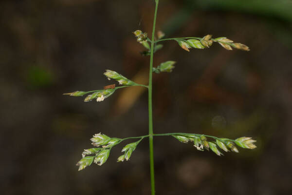 Poa annua Spikelets