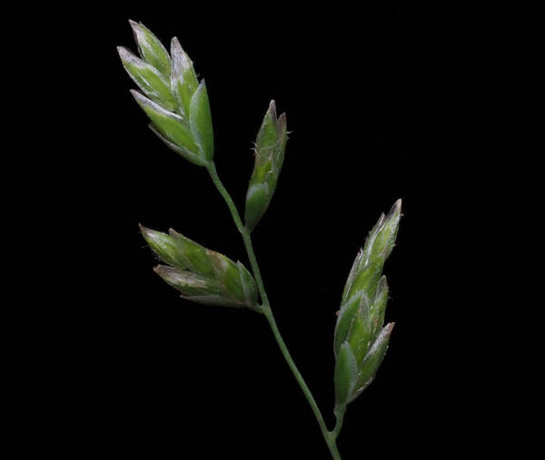 Poa annua Spikelets