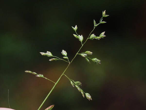 Poa annua Inflorescence