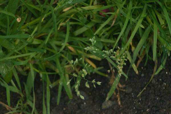 Poa annua Inflorescence