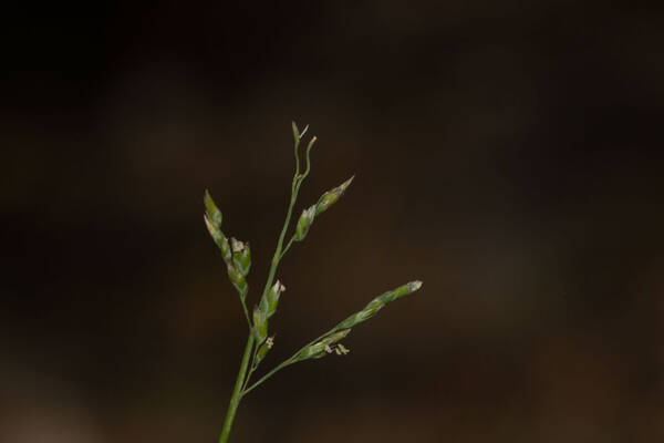 Poa annua Inflorescence