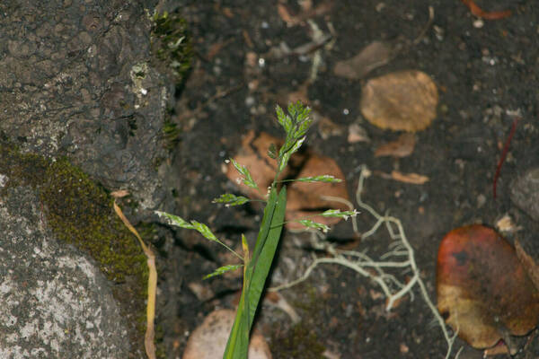 Poa annua Inflorescence