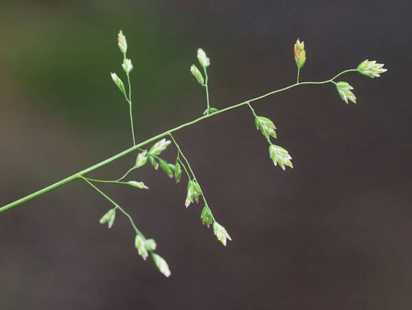 Poa annua Inflorescence