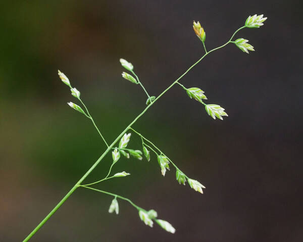 Poa annua Inflorescence