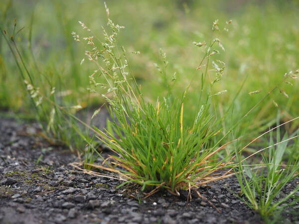 Poa annua Plant