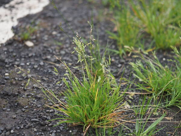 Poa annua Plant