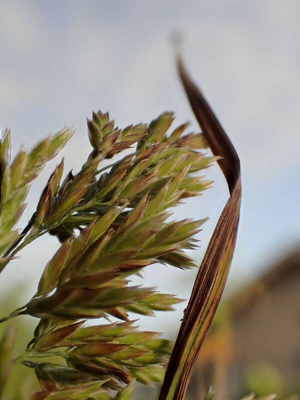 Poa mannii Spikelets