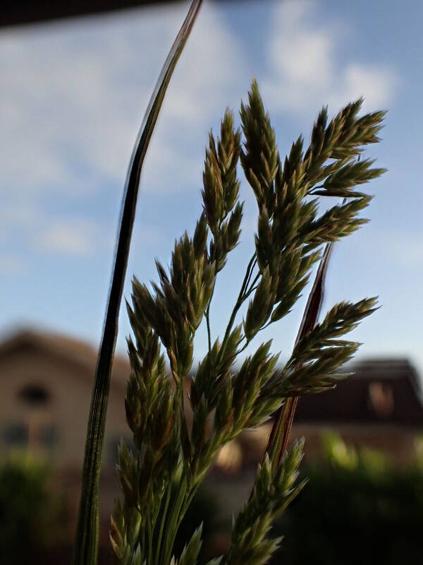 Poa mannii Spikelets