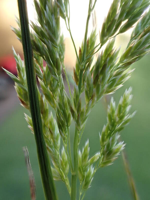 Poa mannii Spikelets