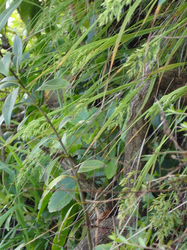 Poa mannii Inflorescence