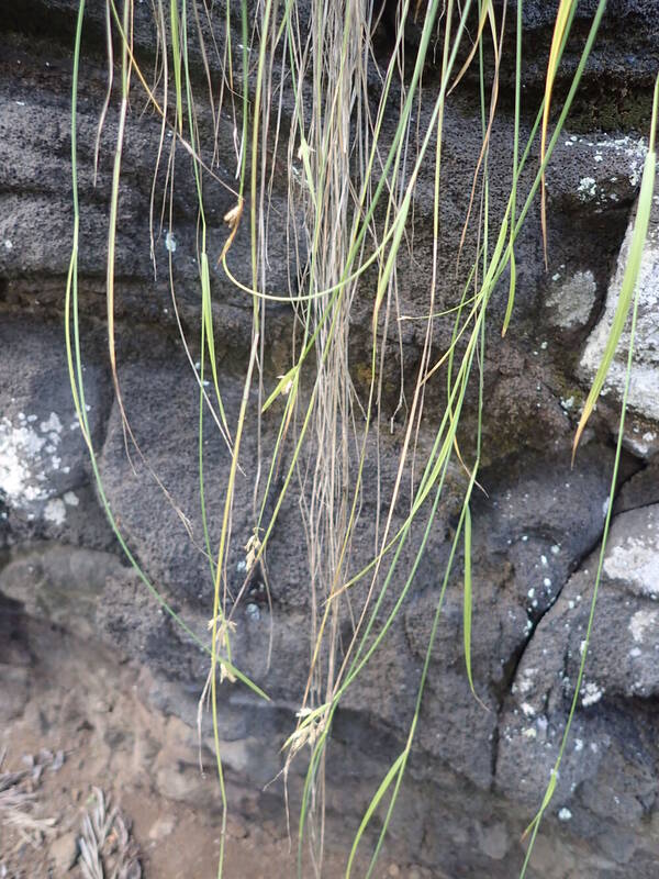 Poa mannii Inflorescence