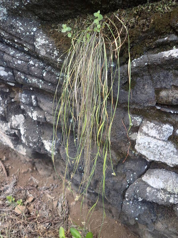 Poa mannii Plant