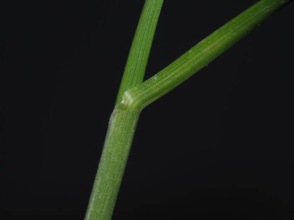 Poa pratensis Collar