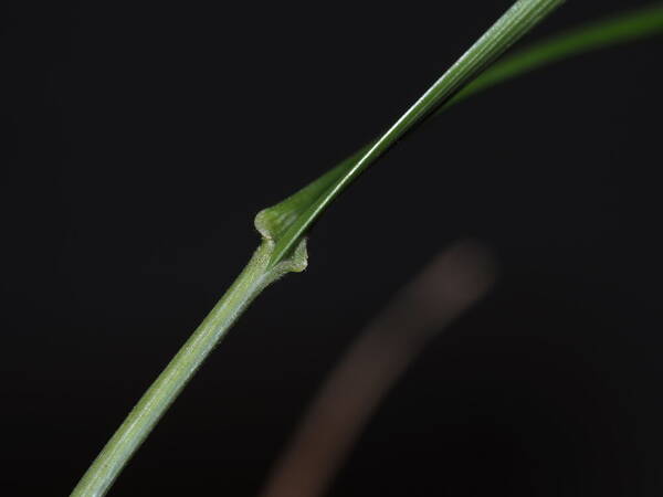 Poa pratensis Collar