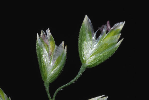 Poa pratensis Spikelets