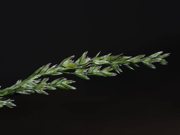 Poa pratensis Spikelets