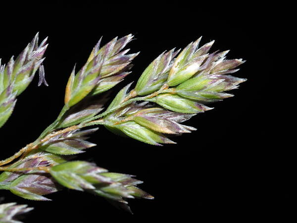 Poa pratensis Spikelets