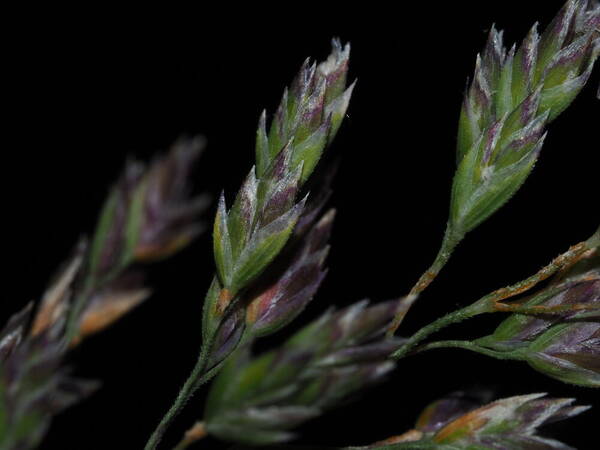 Poa pratensis Spikelets