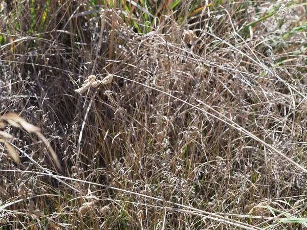 Poa pratensis Habit