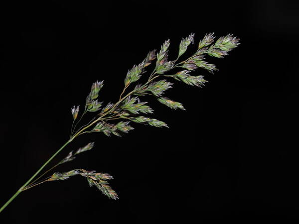 Poa pratensis Inflorescence