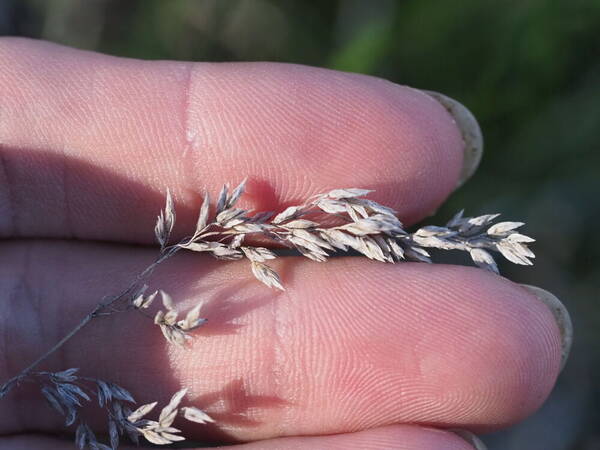 Poa pratensis Inflorescence