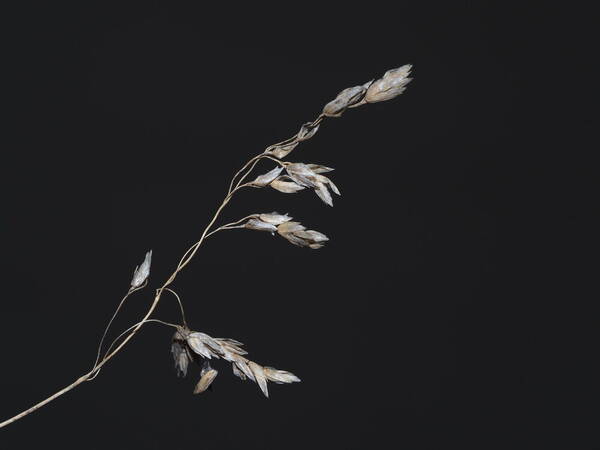 Poa pratensis Inflorescence