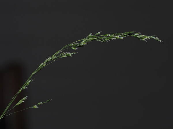 Poa pratensis Inflorescence