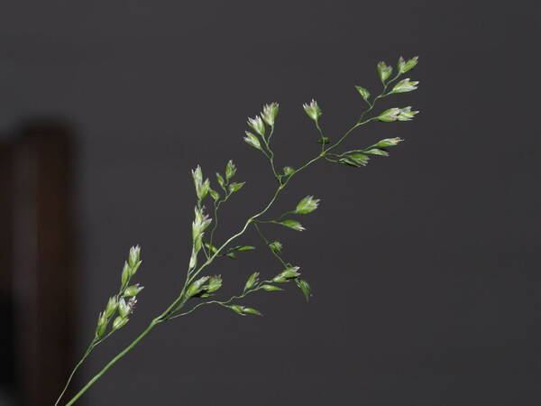 Poa pratensis Inflorescence