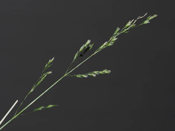 Poa pratensis Inflorescence