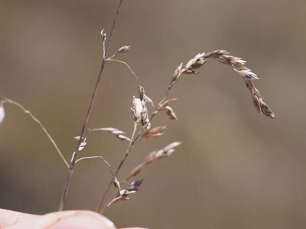 Poa pratensis Inflorescence