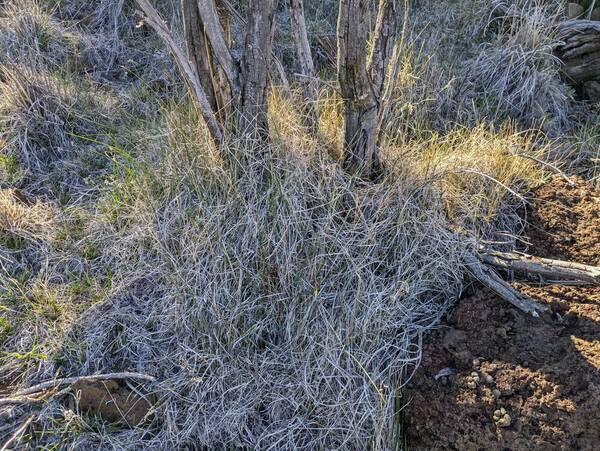 Poa pratensis Landscape