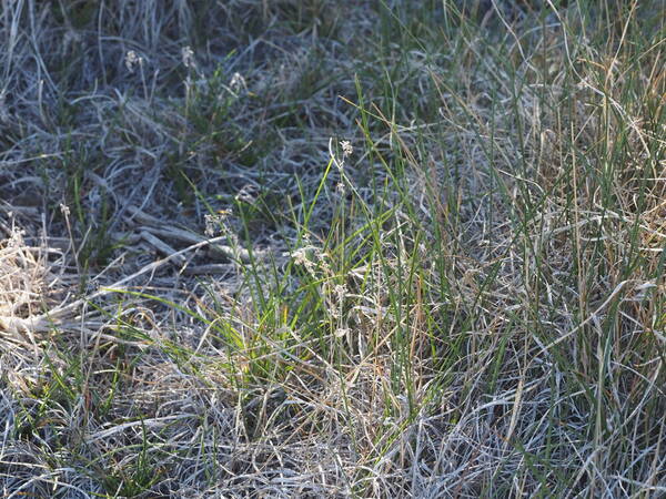 Poa pratensis Landscape