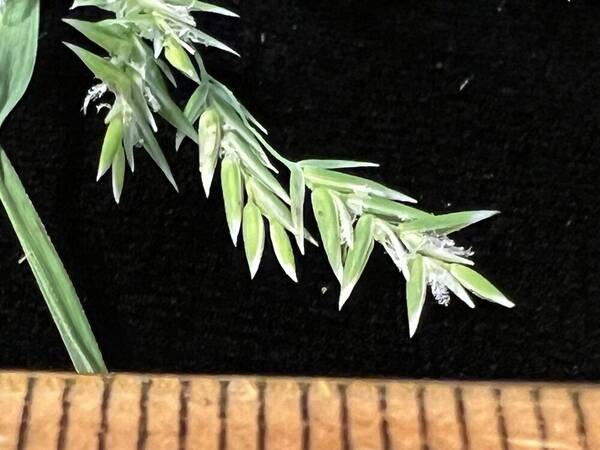 Poa sandvicensis Spikelets