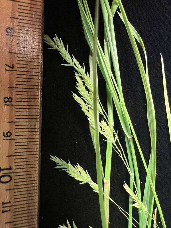 Poa sandvicensis Spikelets