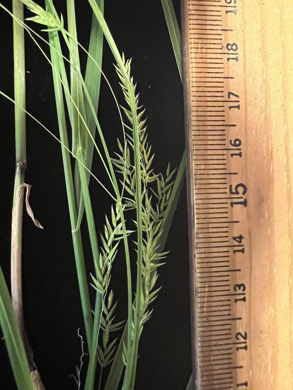 Poa sandvicensis Spikelets