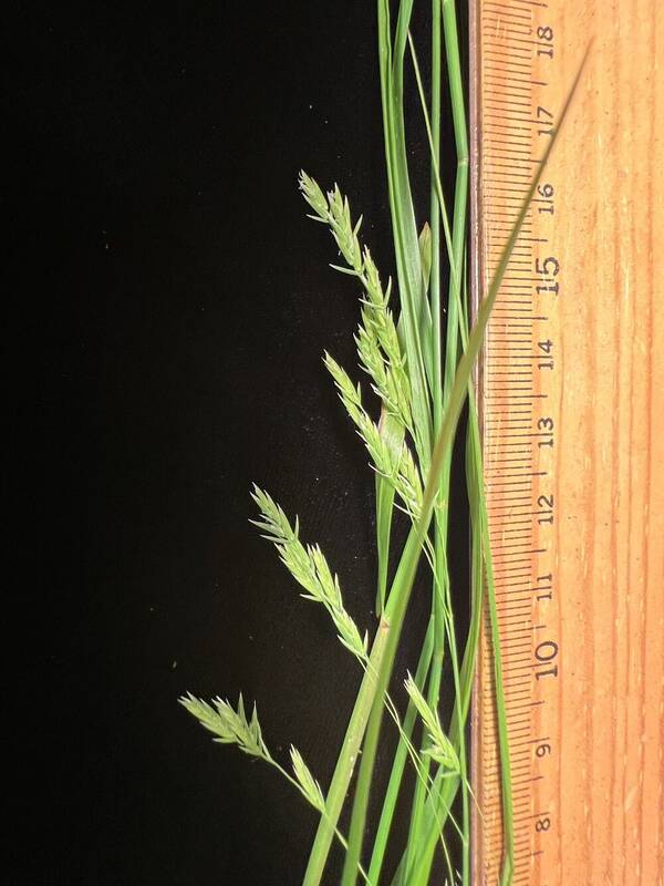 Poa sandvicensis Spikelets