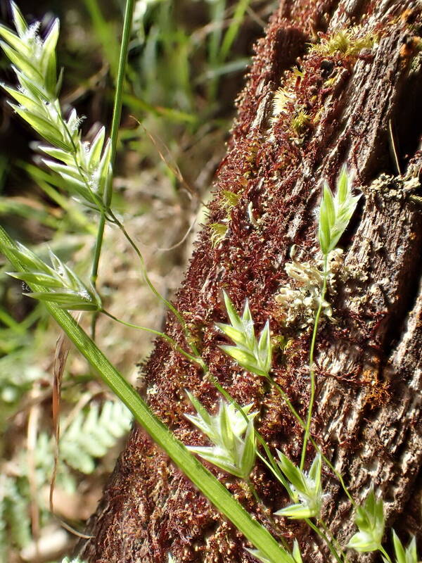 Poa sandvicensis Spikelets