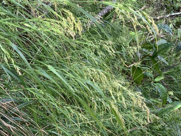 Poa sandvicensis Habit