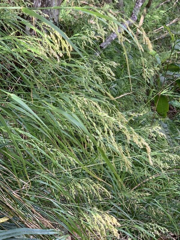 Poa sandvicensis Habit