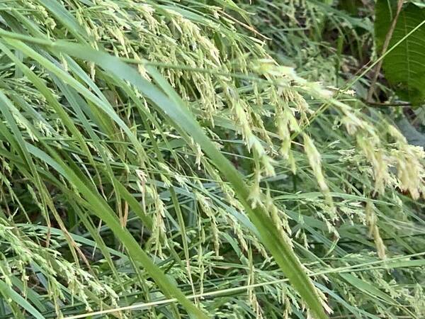 Poa sandvicensis Habit